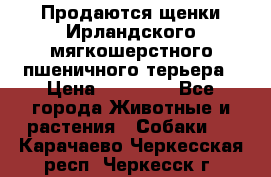 Продаются щенки Ирландского мягкошерстного пшеничного терьера › Цена ­ 30 000 - Все города Животные и растения » Собаки   . Карачаево-Черкесская респ.,Черкесск г.